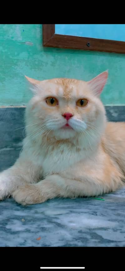 Vaccinated Adult Male Persian Cat