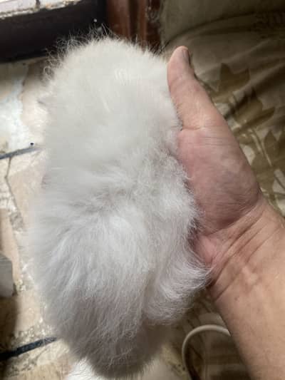 Persian kittens call WhatsApp only 03344305124