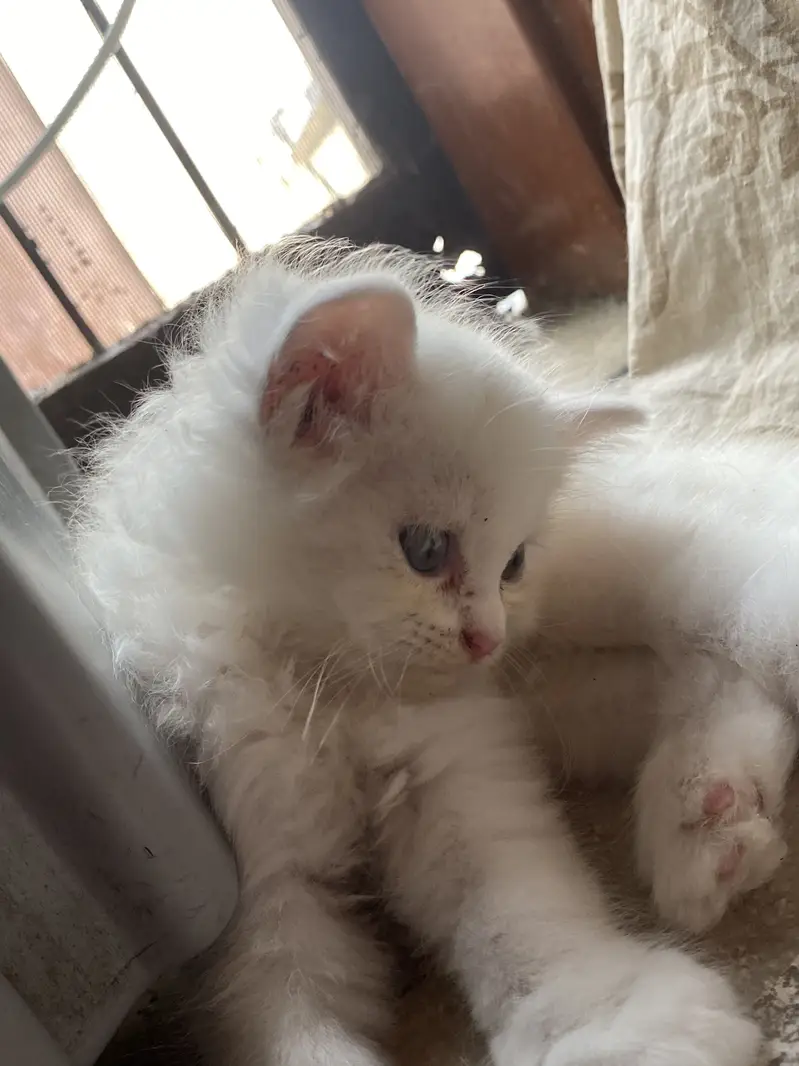 Persian kittens call WhatsApp only 03344305124 — photo 2