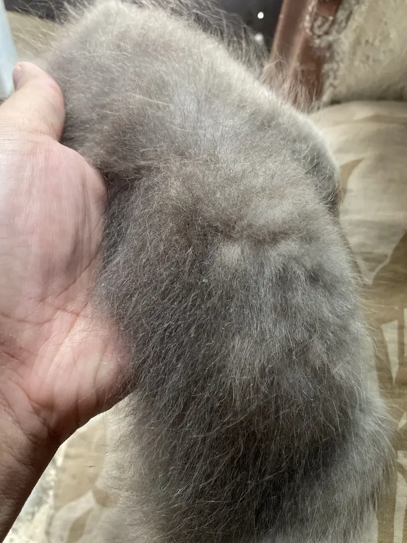 Persian kittens call WhatsApp only 03344305124 — photo 3