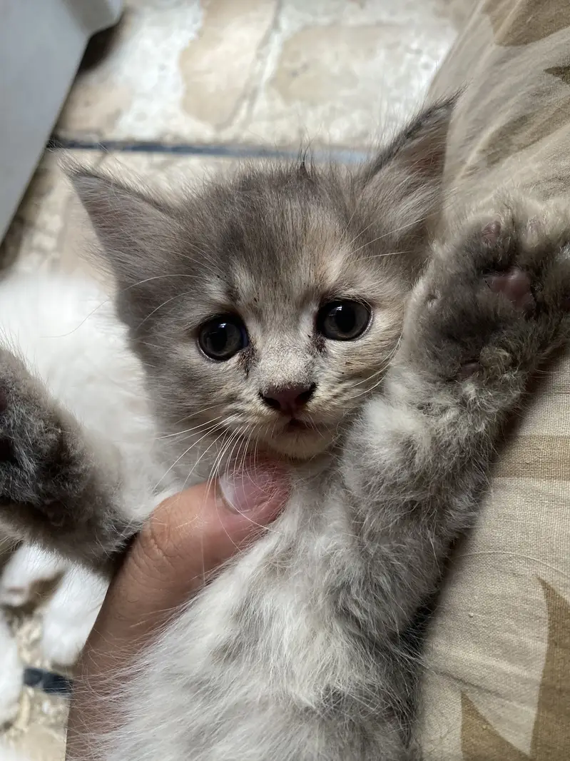 Persian kittens call WhatsApp only 03344305124 — photo 4