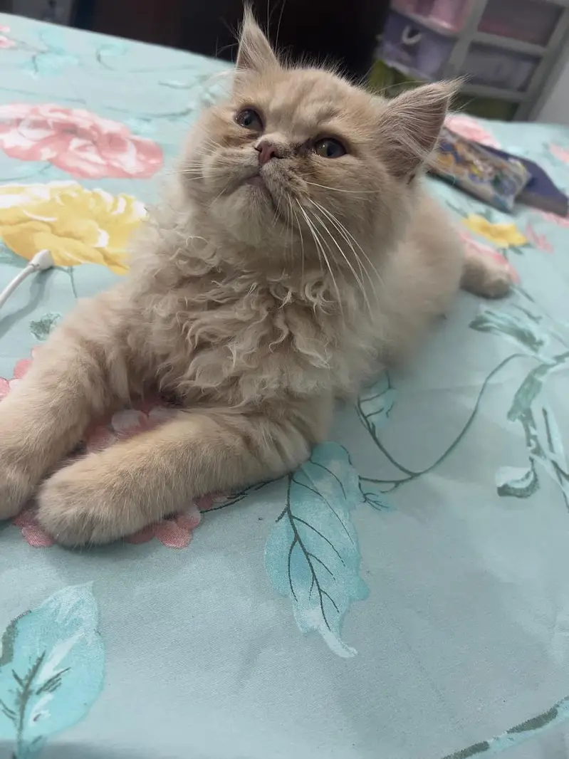 Two Triple-Coated Persian Kittens — photo 2