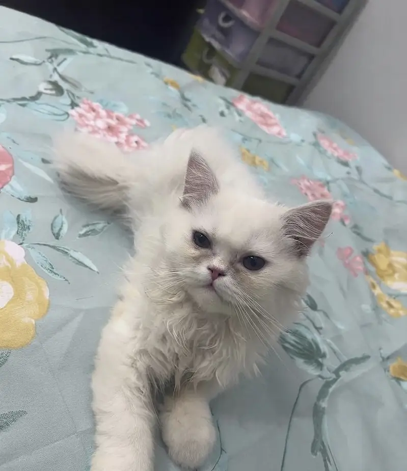 Two Triple-Coated Persian Kittens