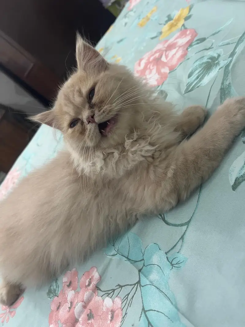 Two Triple-Coated Persian Kittens — photo 3