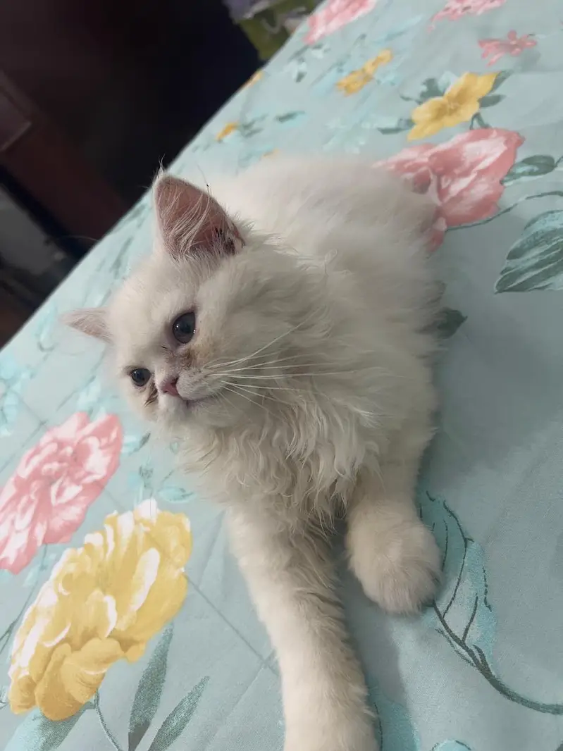 Two Triple-Coated Persian Kittens — photo 4