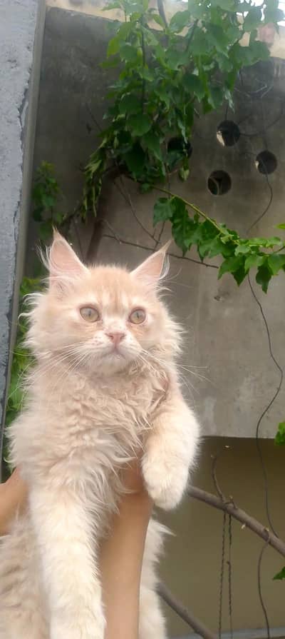 Persian cats