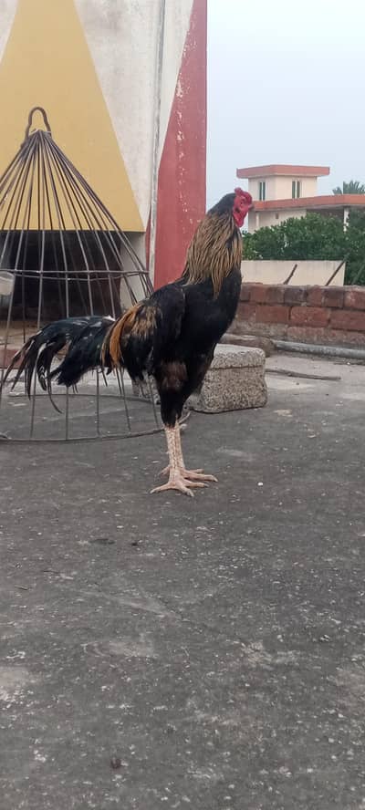 High quality sawa patha for sale or exchang posible kisi pathay k sat