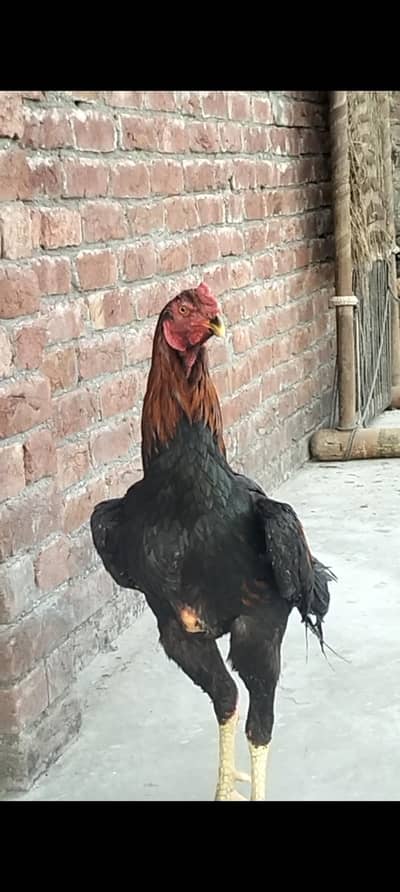 kamoke