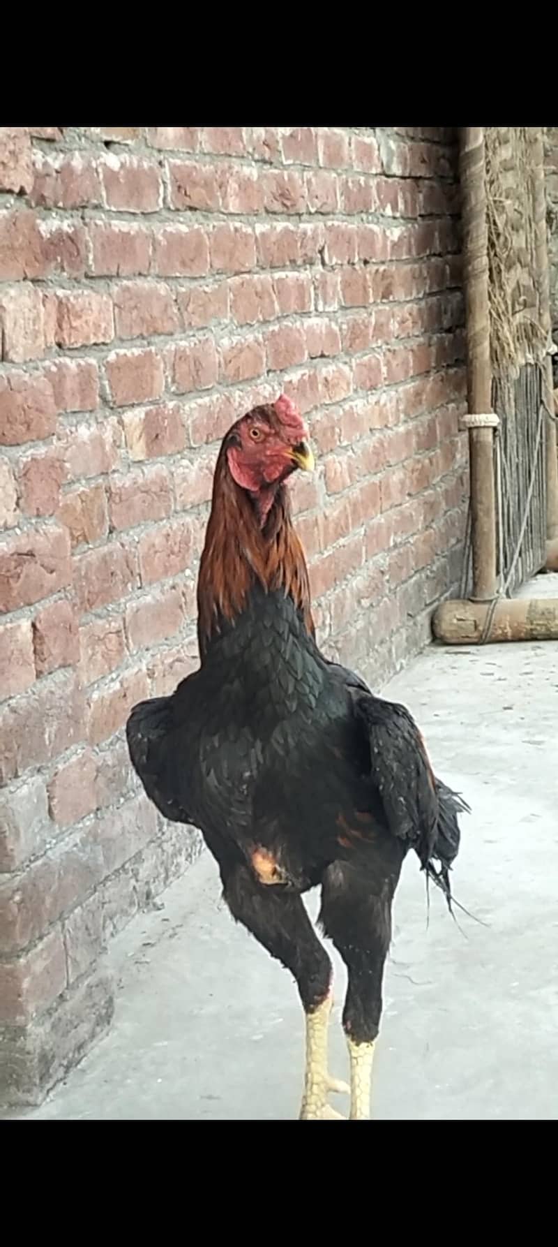 kamoke 0