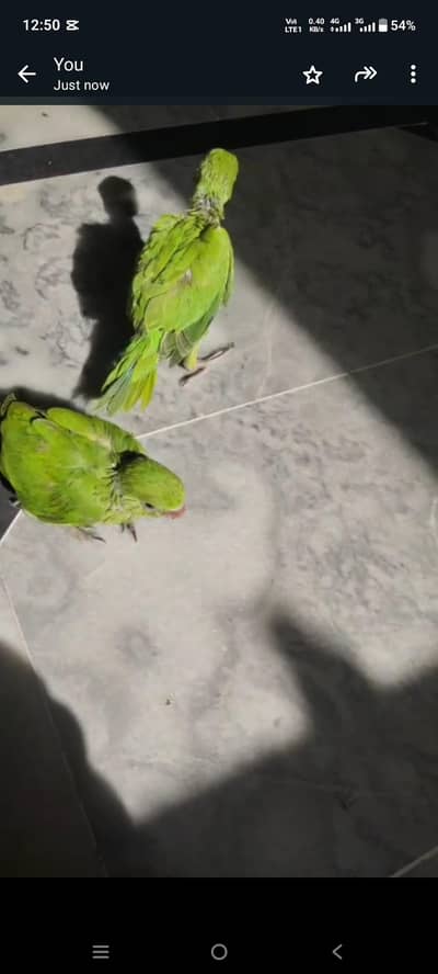 baby parrots for sale