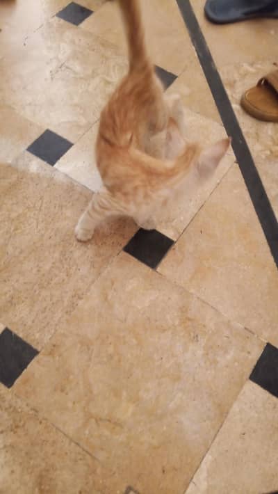 Best home pet