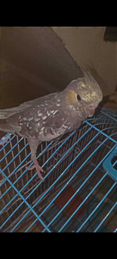 cocktail parrot