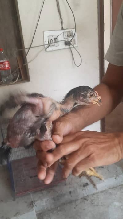 Heera pure + heera mushka cross chicks… High quality… healthy and actv
