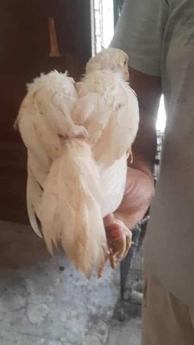 Heera pure + heera mushka cross chicks… High quality… healthy and actv