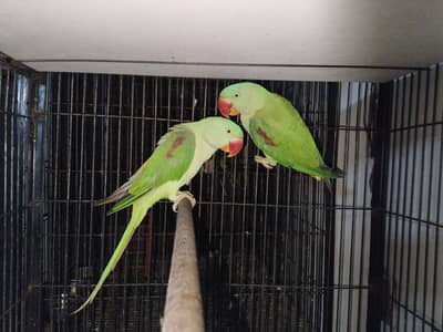 Raw pair