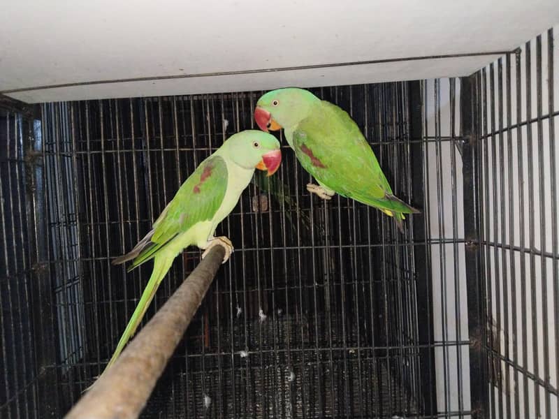 Raw pair 1