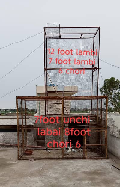 pigeon cage for sale