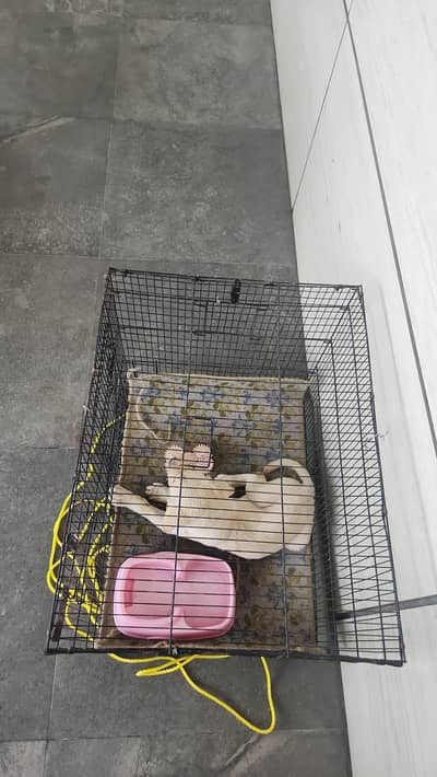 Lab puppy