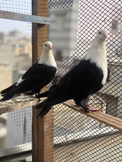 karbali pair