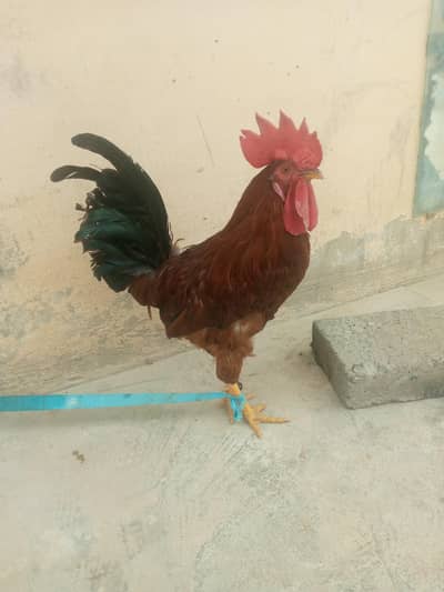desi   urgent sale karna hai