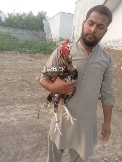 cheena aseel