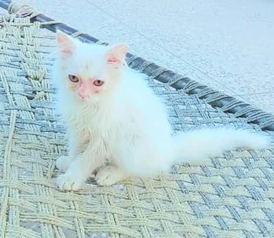 Persian male . . 03197872883 whtsap