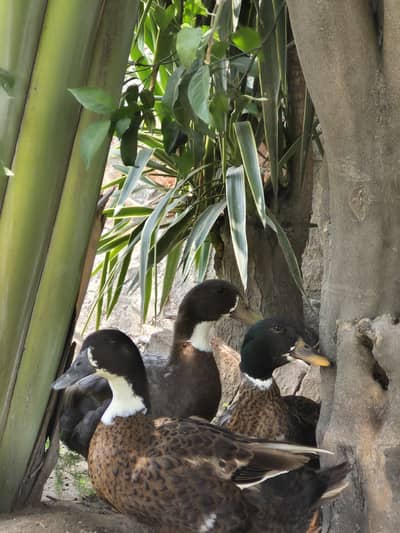6 adult ducks, 6 ducklings