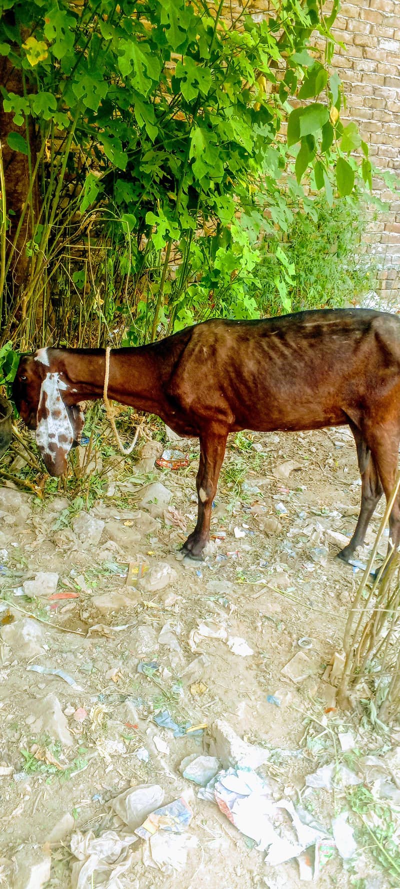 animals 0