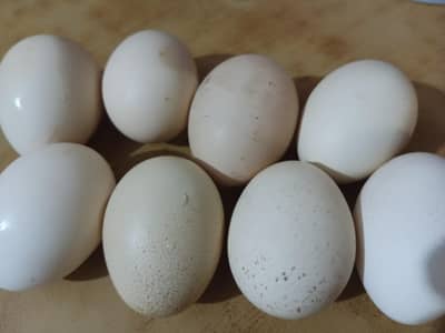 Golden Buff Eggs