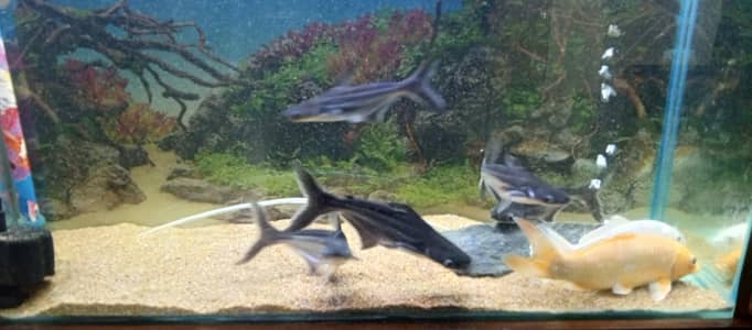 Aquarim / Fish Aquarium