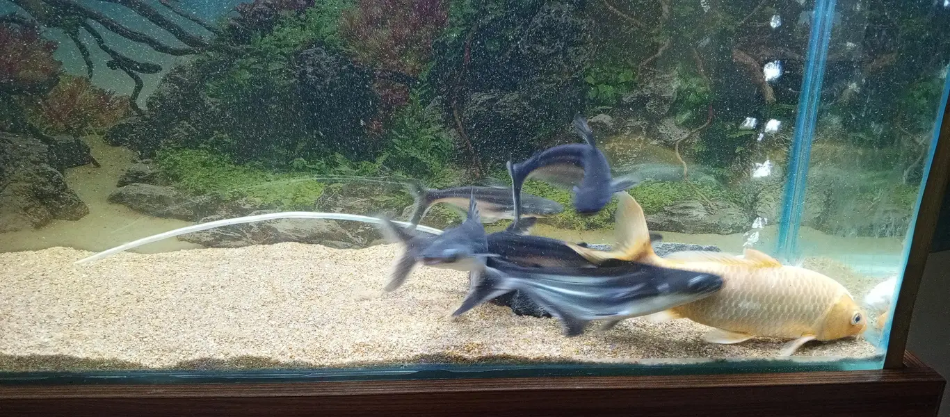 Aquarim / Fish Aquarium — photo 2