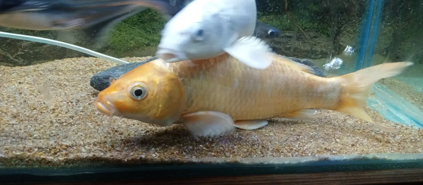 Aquarim / Fish Aquarium — photo 3