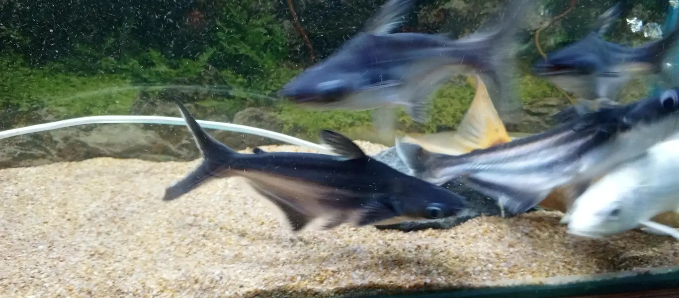 Aquarim / Fish Aquarium — photo 4