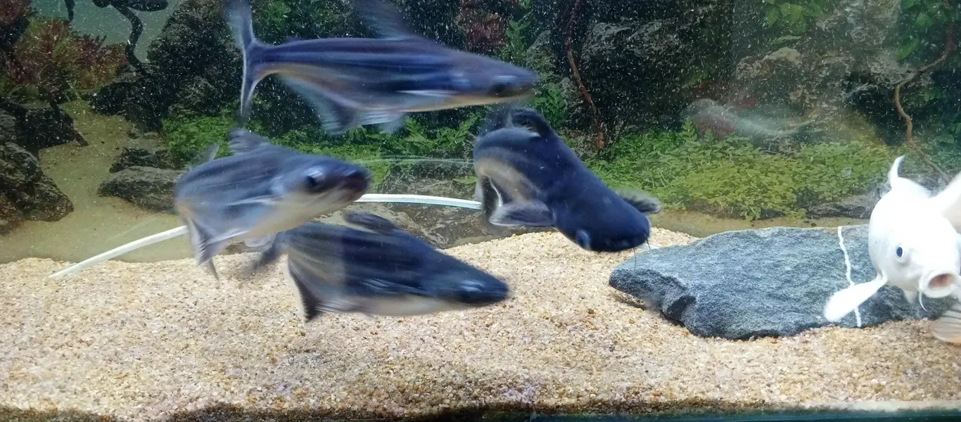 Aquarim / Fish Aquarium — photo 5