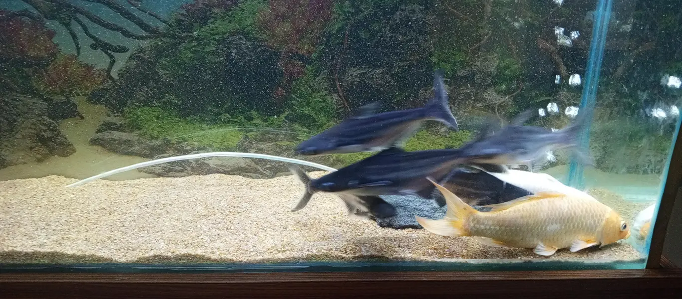 Aquarim / Fish Aquarium — photo 6