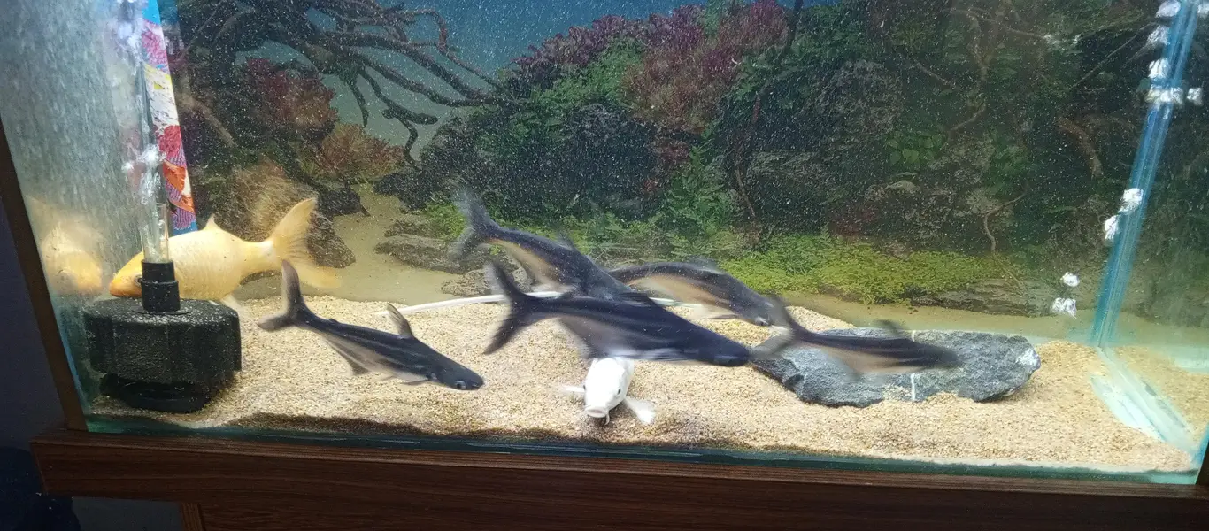 Aquarim / Fish Aquarium — photo 7