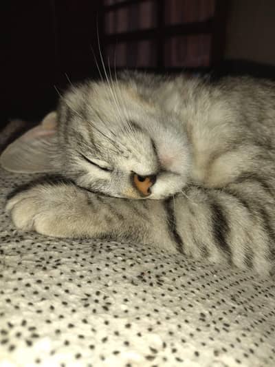 CAT FOR SALE