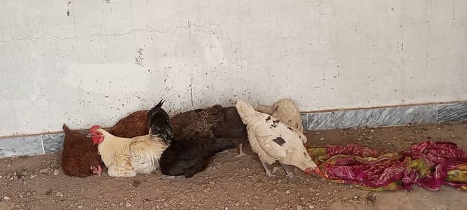 #Aseel chicks plus desi hens