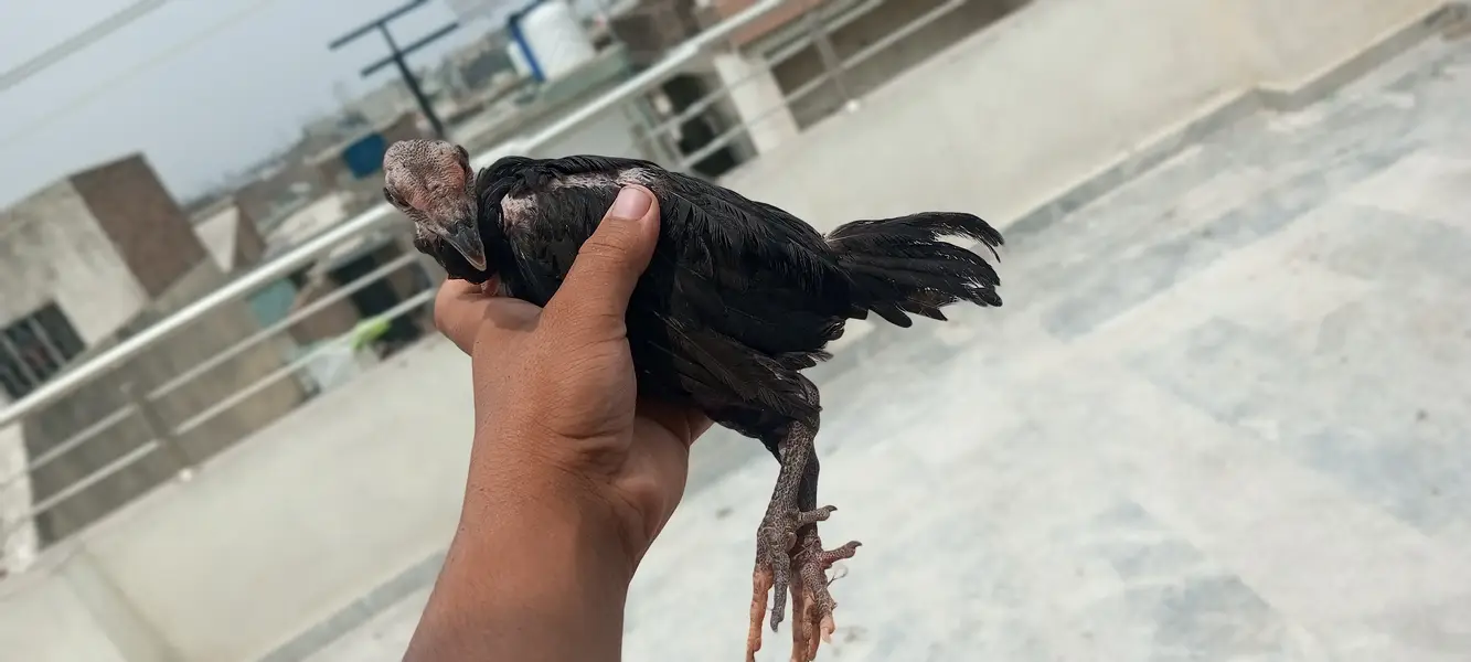 4 Aseel chicks and also desi hens are available and also read the desc