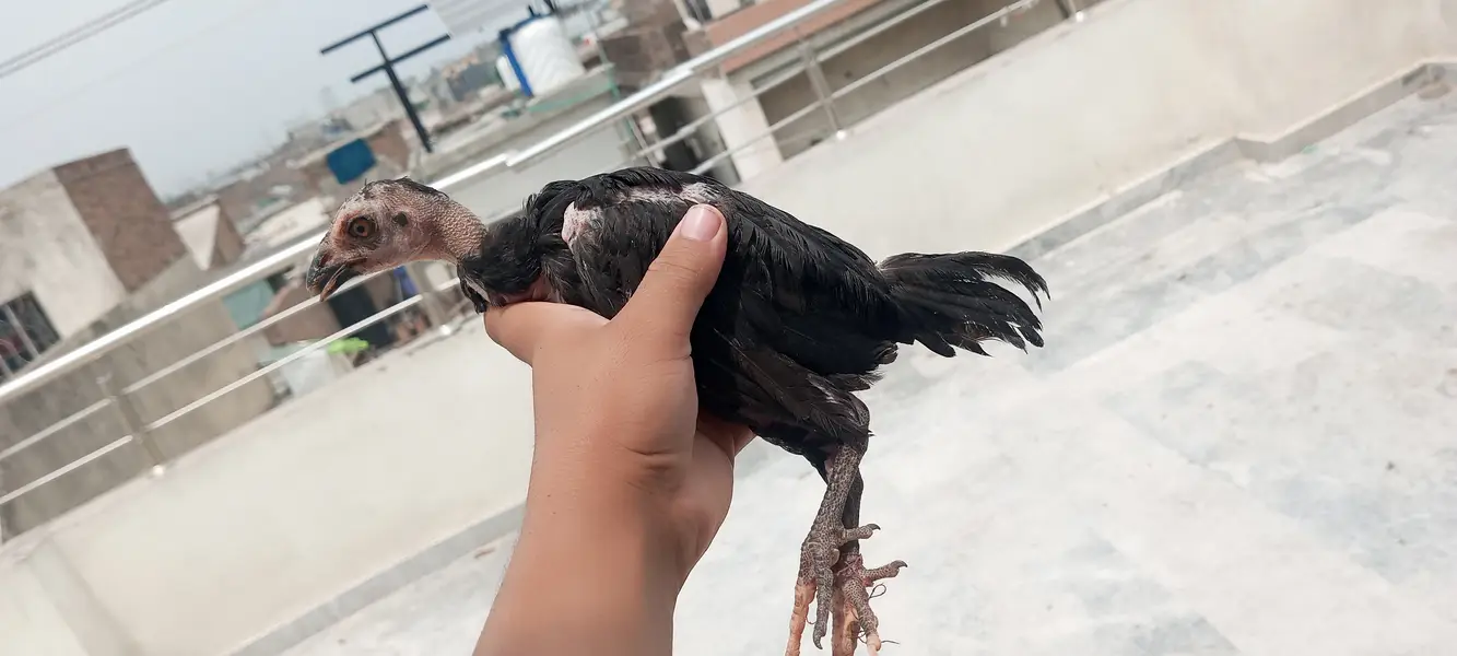 4 Aseel chicks and also desi hens are available and also read the desc — photo 2