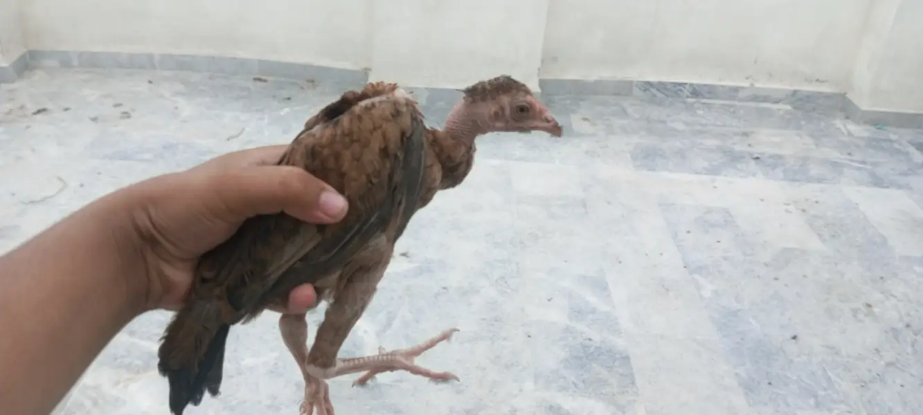 4 Aseel chicks and also desi hens are available and also read the desc — photo 3