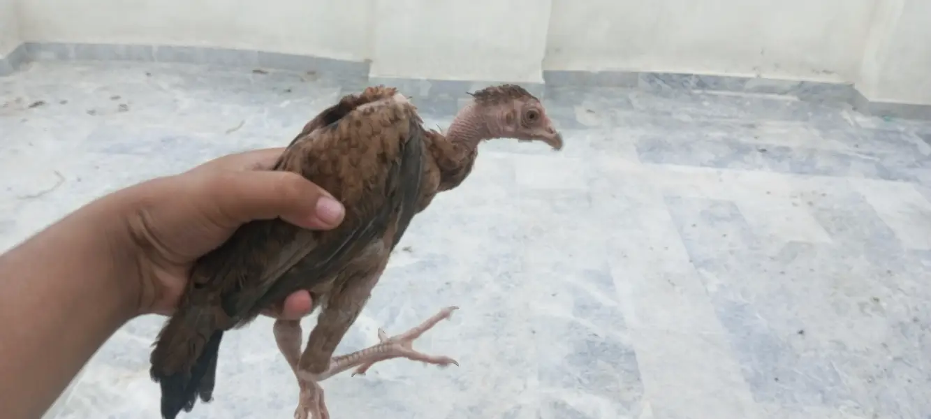 4 Aseel chicks and also desi hens are available and also read the desc — photo 4