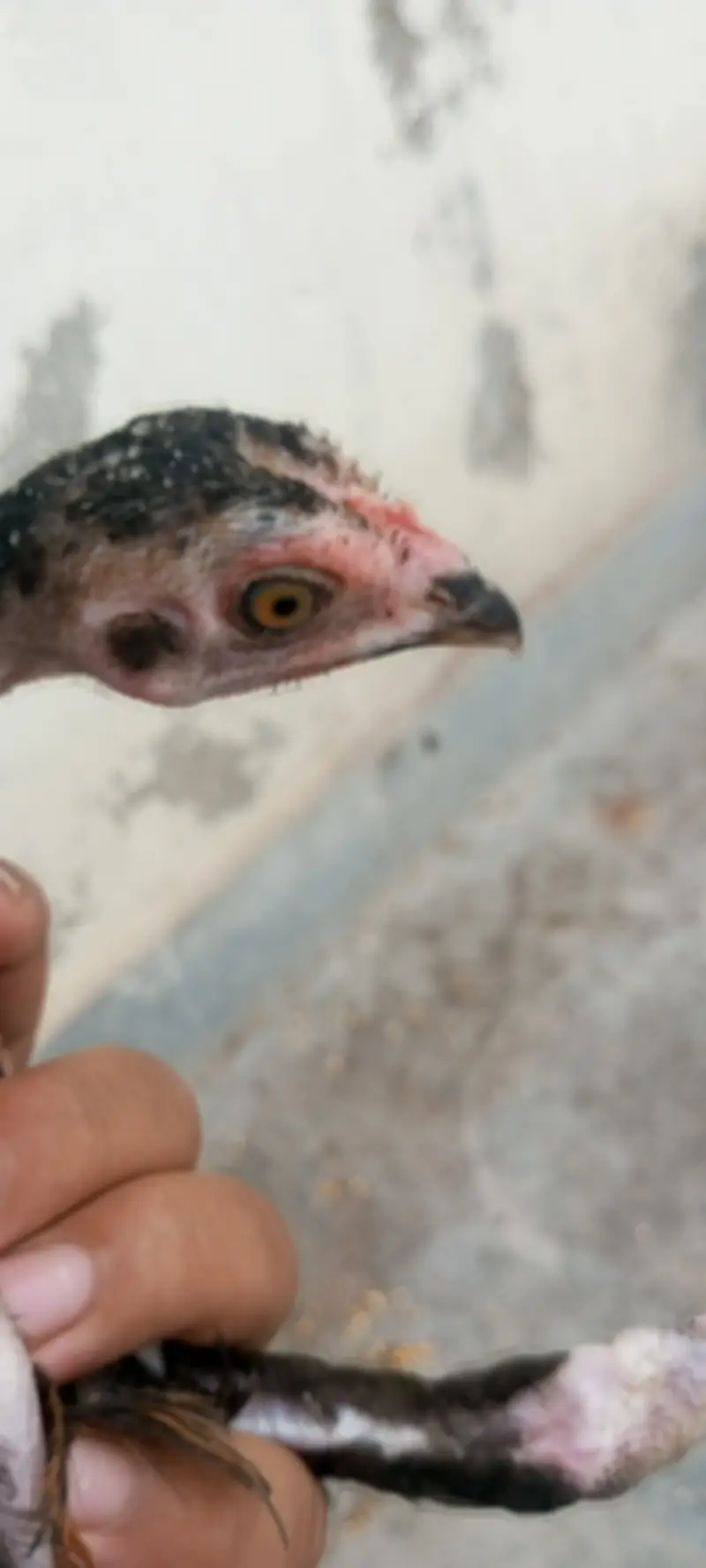 4 Aseel chicks and also desi hens are available and also read the desc — photo 5
