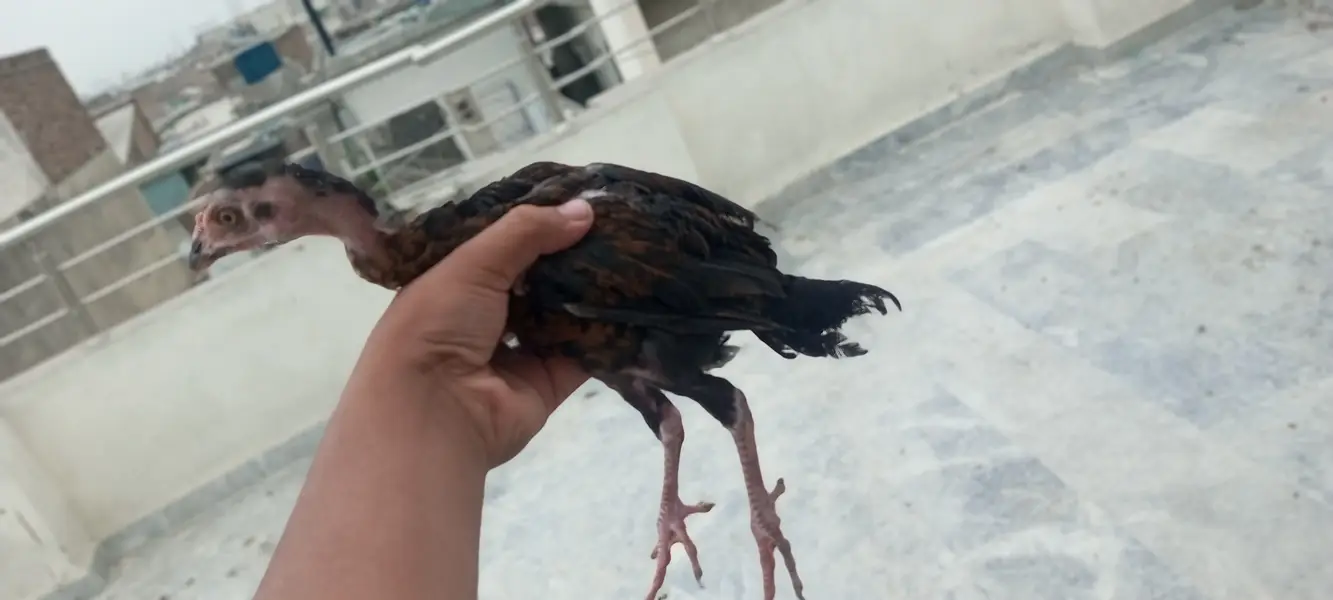 4 Aseel chicks and also desi hens are available and also read the desc — photo 6