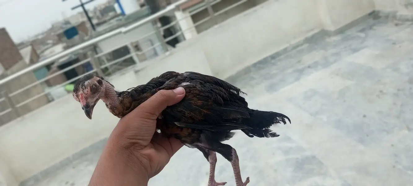 4 Aseel chicks and also desi hens are available and also read the desc — photo 7