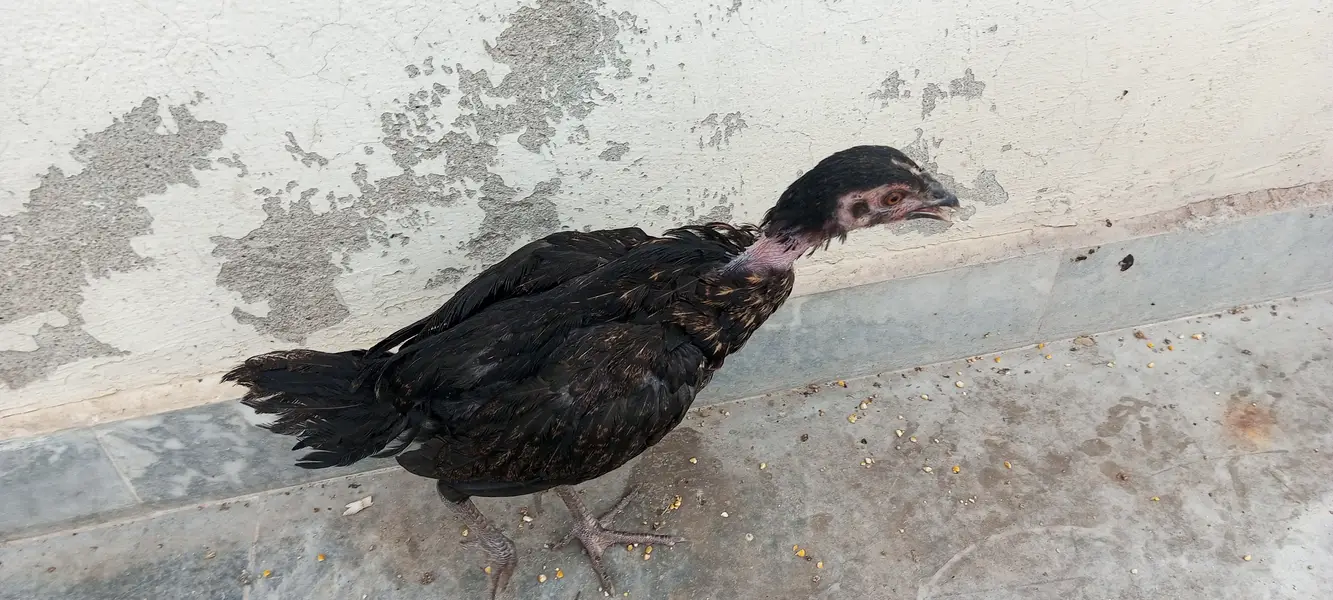 4 Aseel chicks and also desi hens are available and also read the desc — photo 8