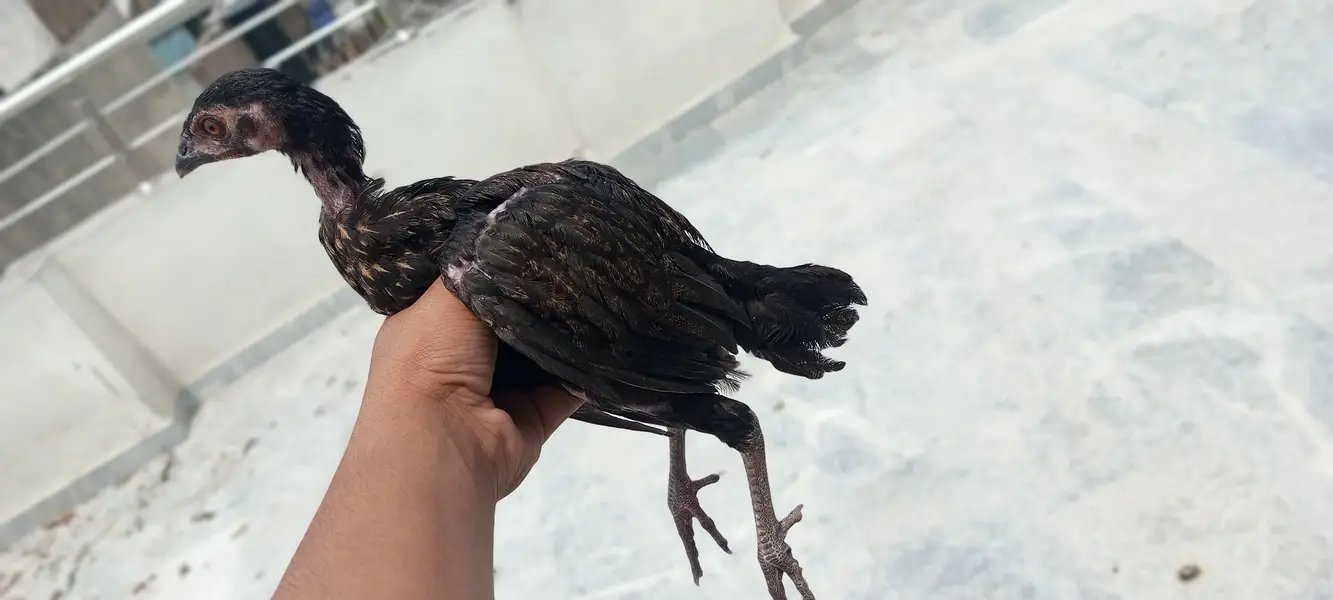 4 Aseel chicks and also desi hens are available and also read the desc — photo 9