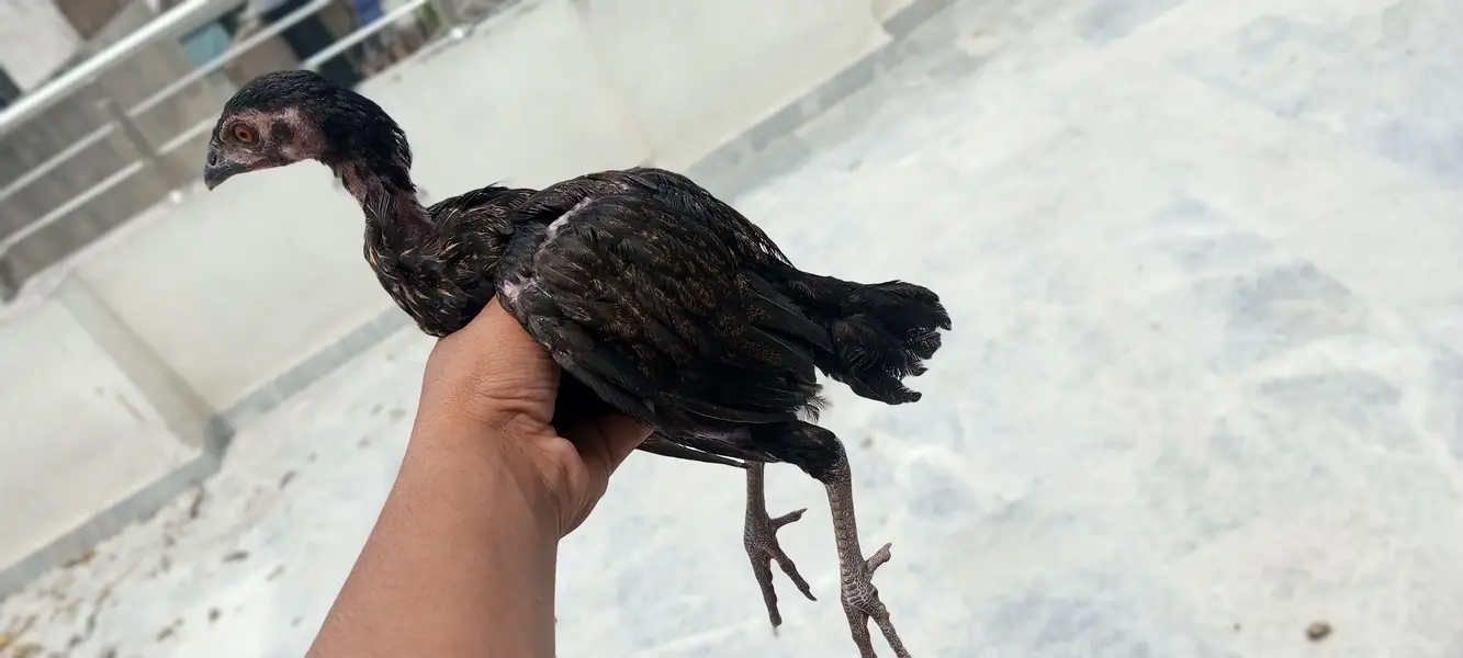 4 Aseel chicks and also desi hens are available and also read the desc — photo 10