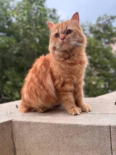 persian cats 2 month age