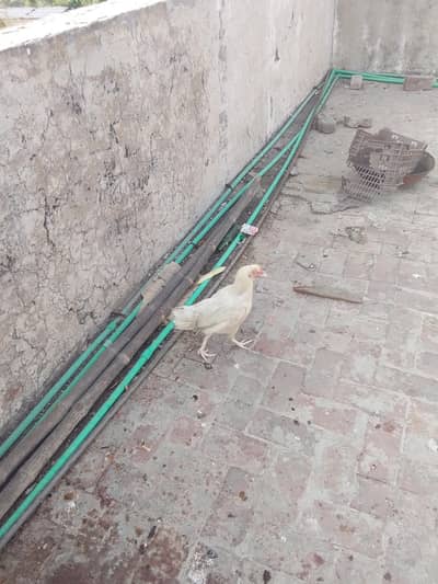 aseel heera murgi for sale